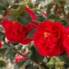 Kramer's Supreme Camellia Japonica Live Plant Evergreen Bush Shrub 30 inch 5 Gallon Dark Green
