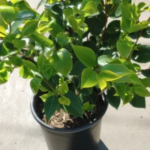 Kramer's Supreme Camellia Japonica Live Plant Evergreen Bush Shrub 30 inch 5 Gallon Dark Green