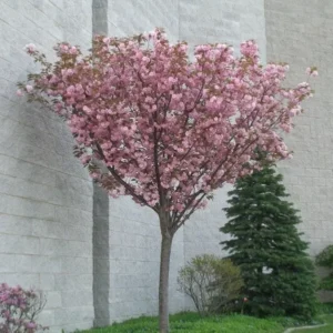 Kwanzan Flowering Cherry Plant 2-Pack - Pink Blossom 6-12 Inch Trees
