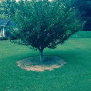 Kwanzan Flowering Cherry Plant 2-Pack - Pink Blossom 6-12 Inch Trees