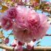 Kwanzan Flowering Cherry Tree - 6-12 Inch Potted Plant