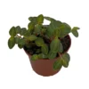 La Laja Trace Peperomia Plant - 2.5 inch Pot - Unique Indoor Plant