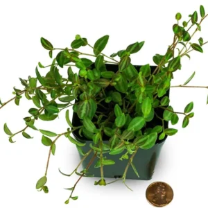 La Laja Trace Peperomia Plant - 2.5 inch Pot - Unique Indoor Plant