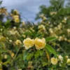 Lady Banks Yellow Climbing Rose - Live Starter Plant - Spring Blooms