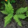 Lady Fern Rhizomes - 5 Bare Root Plants - Athyrium Filix-Femina - Shade Garden Fern