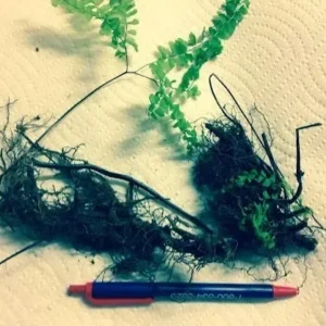 Lady Fern Rhizomes - 5 Bare Root Plants - Athyrium Filix-Femina - Shade Garden Fern