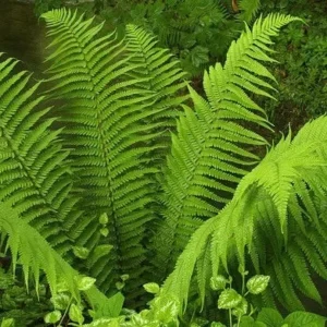 Lady Fern Rhizomes - 5 Bare Root Plants - Athyrium Filix-Femina - Shade Garden Fern