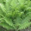 Lady Ferns Bare Root Athyrium Filix-Femina - 5 Pack Woodland Perennial Wildflower