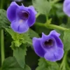 Large Blue Torenia Fournieri Wishbone Flower Plant Healthy Starter Plant