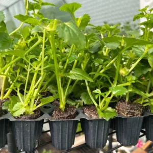 Large Blue Torenia Fournieri Wishbone Flower Plant Healthy Starter Plant