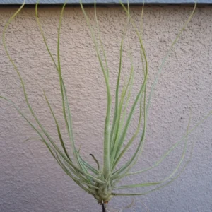 Large Tillandsia Schiedeana Air Plant 4-6 inch Green USA Grown