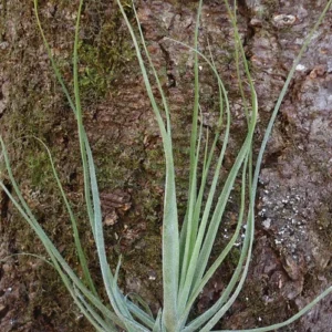 Large Tillandsia Schiedeana Air Plant 4-6 inch Green USA Grown