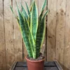 Laurentii Snake Plant Sansevieria 4" Pot - Impossible to Kill Houseplant
