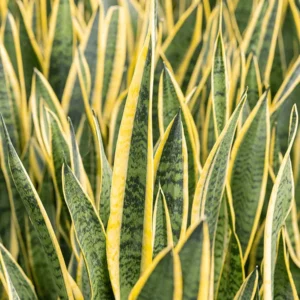 Laurentii Snake Plant Sansevieria 4" Pot - Impossible to Kill Houseplant