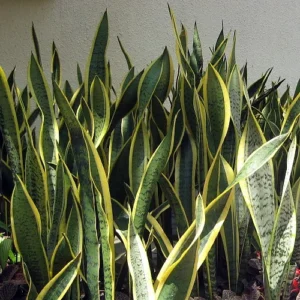 Laurentii Snake Plant Sansevieria 4