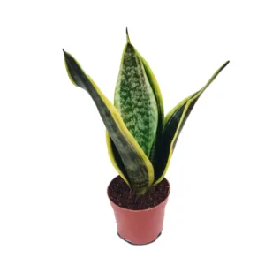 Laurentii Snake Plant Sansevieria 4