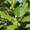 Laurus Nobilis Bay Laurel Live Plant - Starter Plug - Edible Evergreen Tree