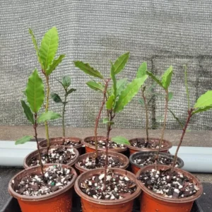 Laurus Nobilis Bay Laurel Live Plant - Starter Plug - Edible Evergreen Tree