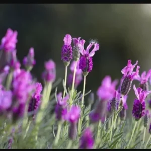 Lavandula French Lavender Grosso Live Starter Plant - Purple Blue Herb Perennial