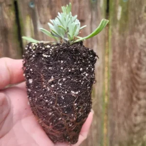 Lavandula French Lavender Grosso Live Starter Plant - Purple Blue Herb Perennial