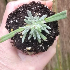 Lavandula French Lavender Grosso Live Starter Plant - Purple Blue Herb Perennial