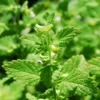 Lemon Balm Live Plant 3 to 4" Pot - Melissa Officinalis Herb