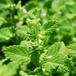 Lemon Balm Live Plant 3 to 4
