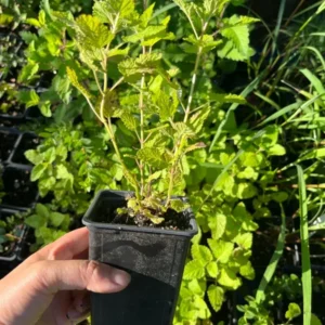 Lemon Balm Live Plant 3 to 4