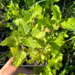 Lemon Balm Live Plant 3 to 4