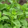 Lemon Balm Live Plants - 3 Pack - Easy to Grow Herb Seedlings