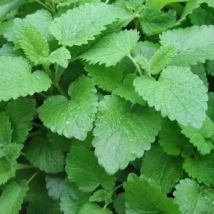 Lemon Balm Live Plants - 3 Pack - Easy to Grow Herb Seedlings