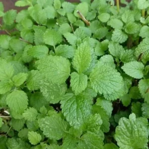 Lemon Balm Live Plants - 3 Pack - Easy to Grow Herb Seedlings