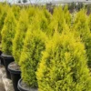 Lemon Cypress Wilma Goldcrest Plant 6-12 Inch - Cupressus Macrocarpa