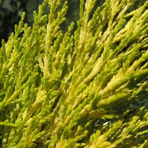 Lemon Cypress Wilma Goldcrest Plant 6-12 Inch - Cupressus Macrocarpa