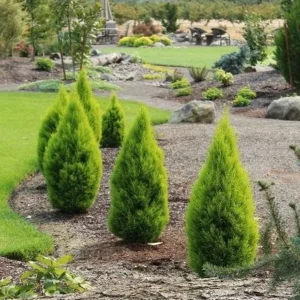 Lemon Cypress Wilma Goldcrest Plant 6-12 Inch - Cupressus Macrocarpa
