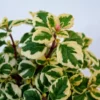 Lemon Lime Kandy Kisses Plant - Hemizygia - 2.5" Pot - Unique Foliage