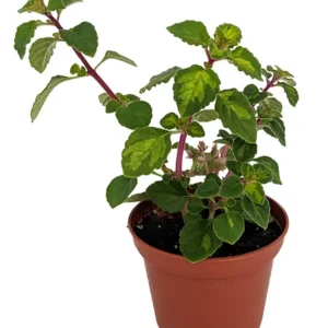 Lemon Lime Kandy Kisses Plant - Hemizygia - 2.5