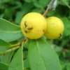 Lemon Yellow Guava Tropical Fruit Tree - Sweet and Tangy - Garden Ready