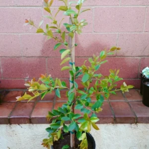 Lemon Yellow Guava Tropical Fruit Tree - Sweet and Tangy - Garden Ready