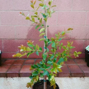 Lemon Yellow Guava Tropical Fruit Tree - Sweet and Tangy - Garden Ready