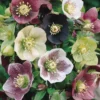Lenten Rose Plants 15 Pack Mixed Colors Hellebores Evergreen Perennials 2-3 inch