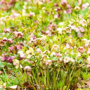 Lenten Rose Plants 15 Pack Mixed Colors Hellebores Evergreen Perennials 2-3 inch