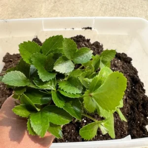 Lenten Rose Plants 15 Pack Mixed Colors Hellebores Evergreen Perennials 2-3 inch