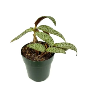 Leopard Lily Ledebouria Socialis Houseplant Easy Care 6-10 inch