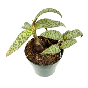 Leopard Lily Ledebouria Socialis Houseplant Easy Care 6-10 inch