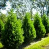Leyland Cypress Tree - 6-12 Inch Potted Plant - Fast Growing Evergreen