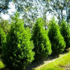 Leyland Cypress Tree - 6-12 Inch Potted Plant - Fast Growing Evergreen