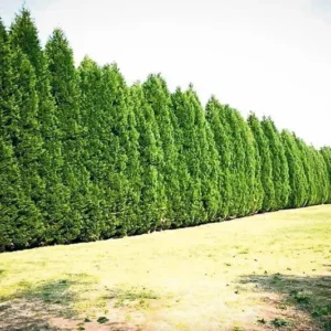Leyland Cypress Tree - 6-12 Inch Potted Plant - Fast Growing Evergreen