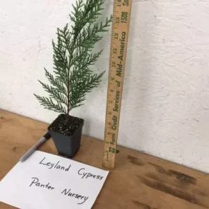 Leyland Cypress Tree - 6-12 Inch Potted Plant - Fast Growing Evergreen
