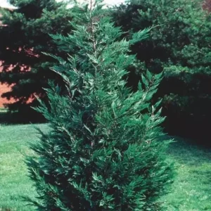 Leyland Cypress Tree - 6-12 Inch Potted Plant - Fast Growing Evergreen